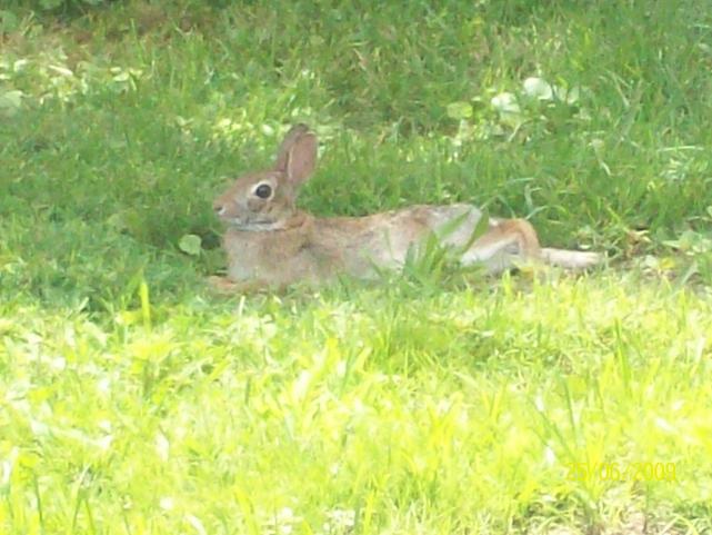 bunny resting
