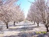 almondbloom 026.jpg