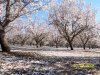 almondbloom 010.jpg