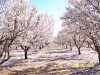 almondbloom 022.jpg