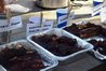 RIBS2 091915.JPG