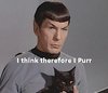 SpockKitty1.jpg