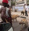 pet-hyena.jpg